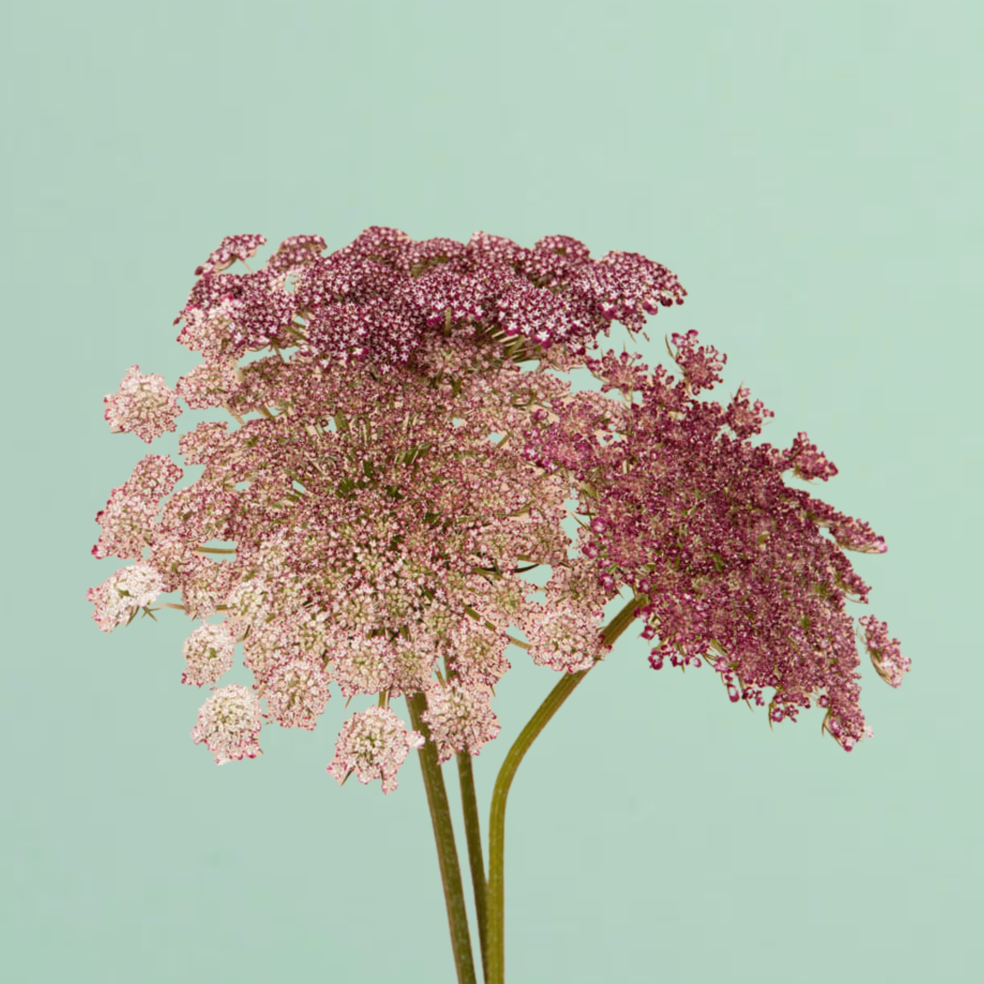 nutella flower seeds Chocolate Lace Flower Seeds