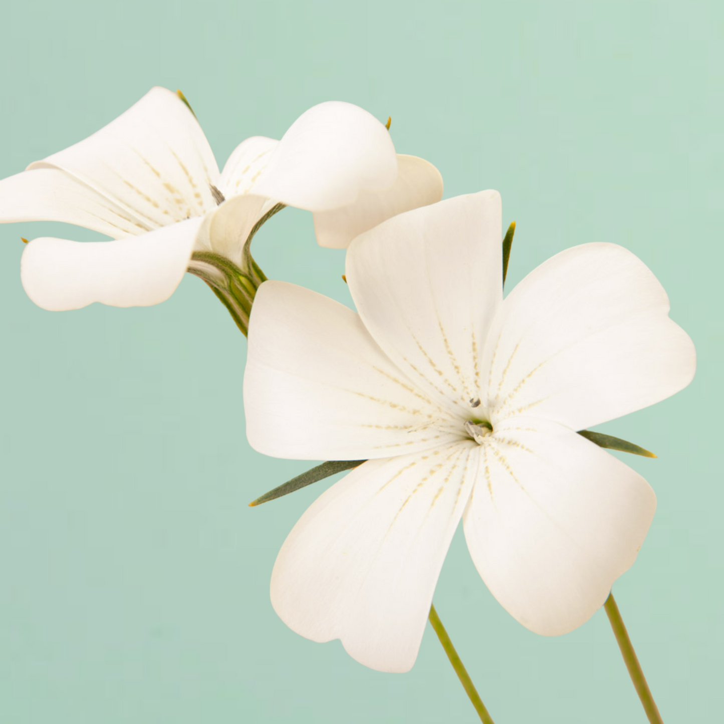 Ocean Pearls Agrostemma Seeds