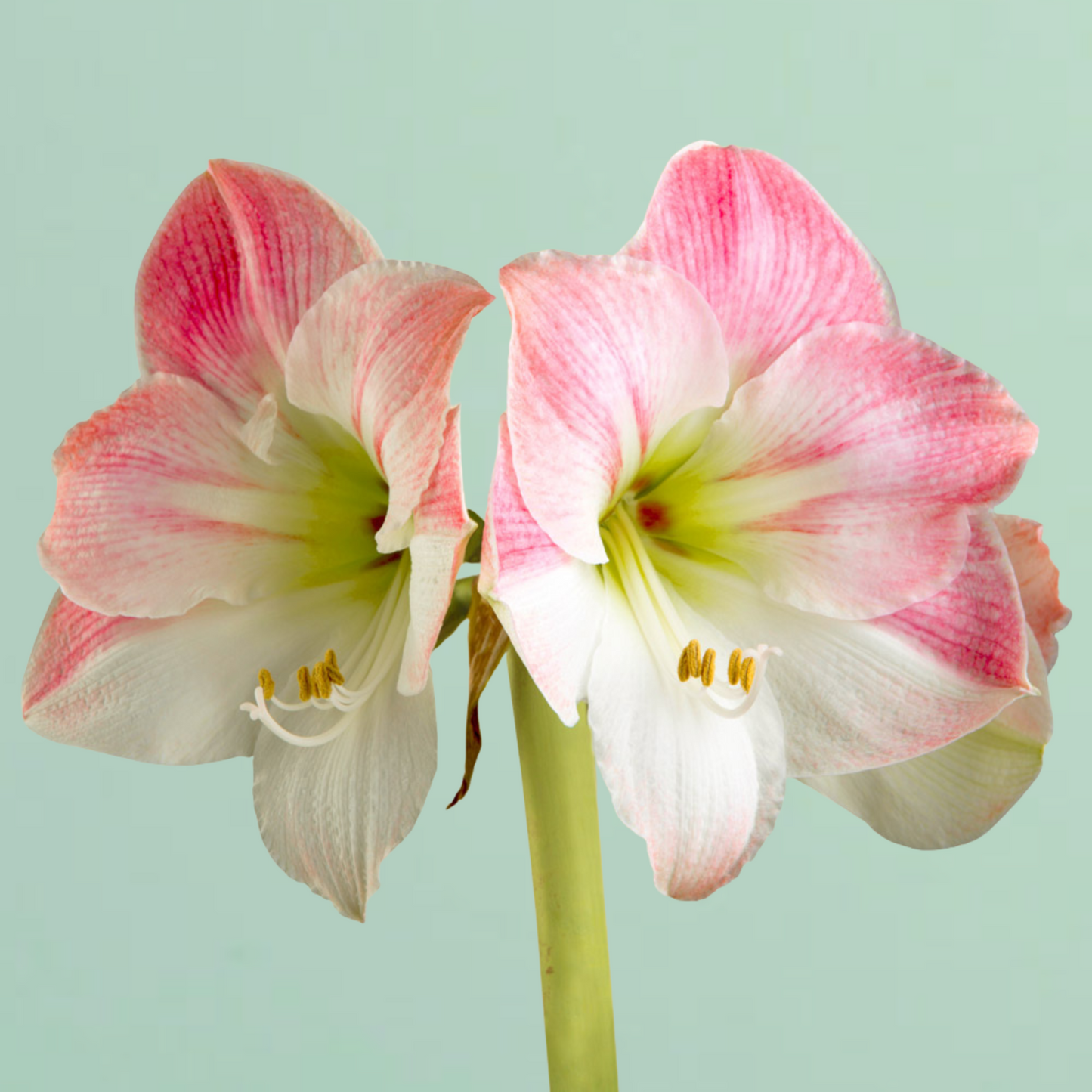 Appleblossom Amaryllis Bulb