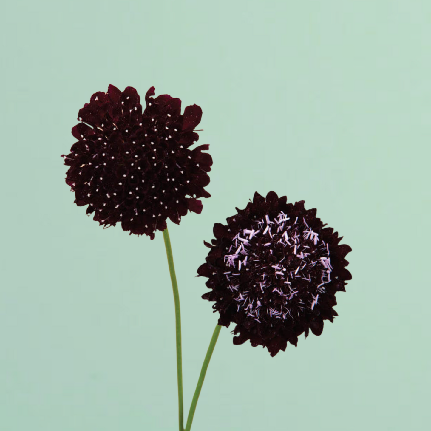 Black Knight Scabiosa Seeds