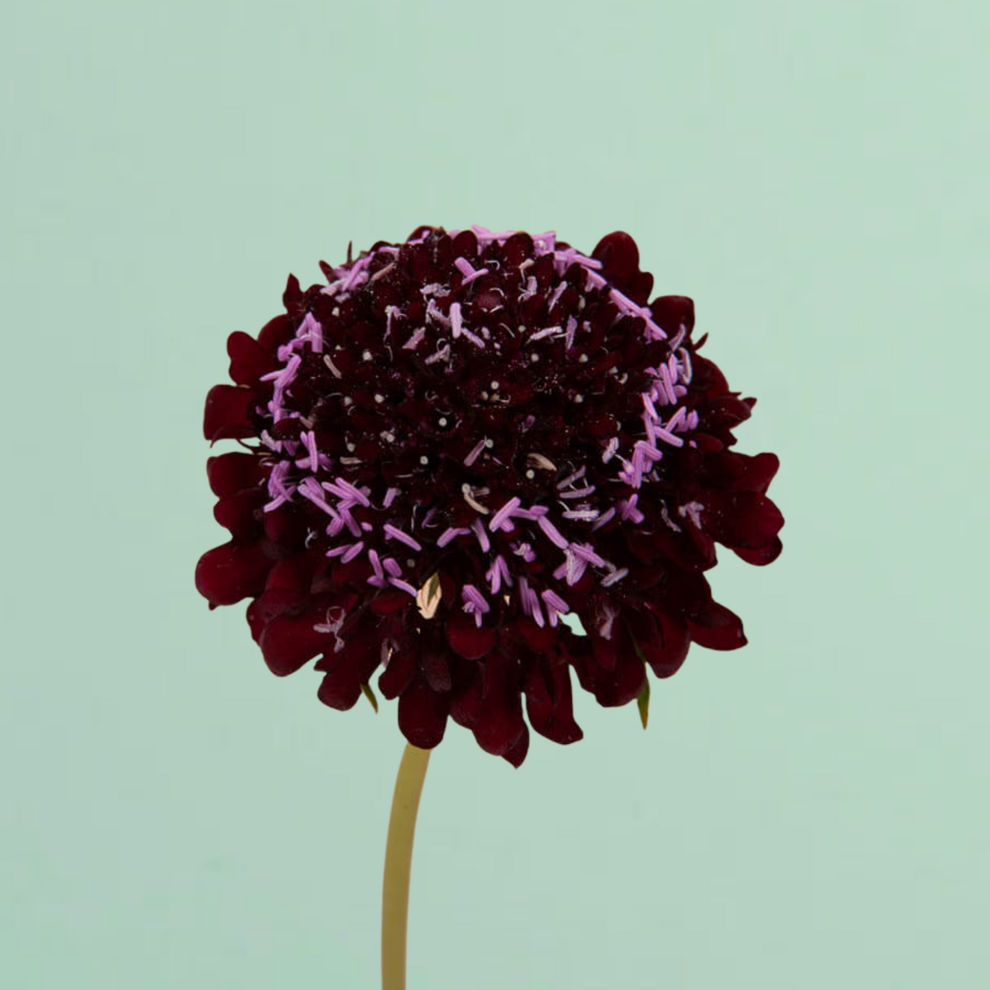 Black Knight Scabiosa Seeds