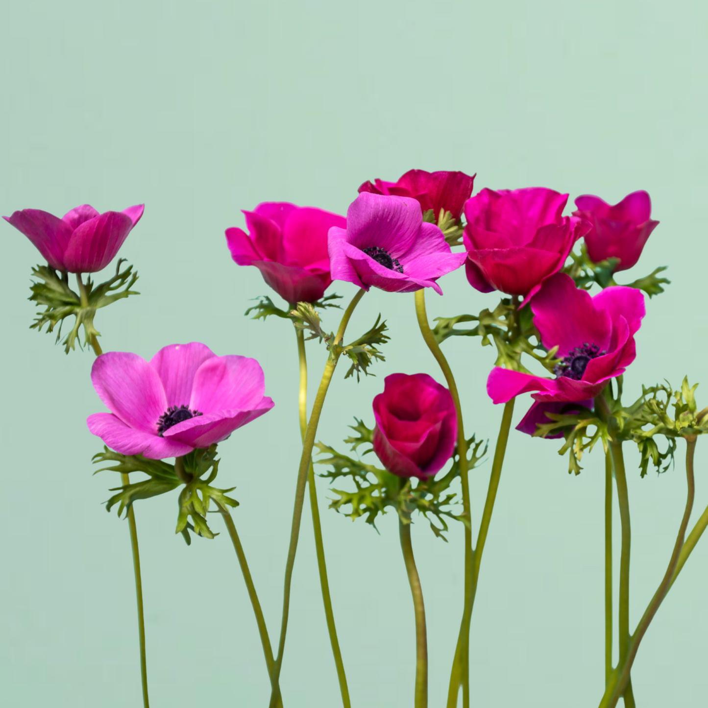 Jerusalem Pink Anemone Corms