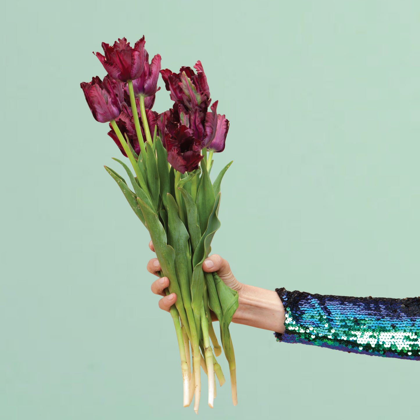 Black Parrot Tulip Bulbs