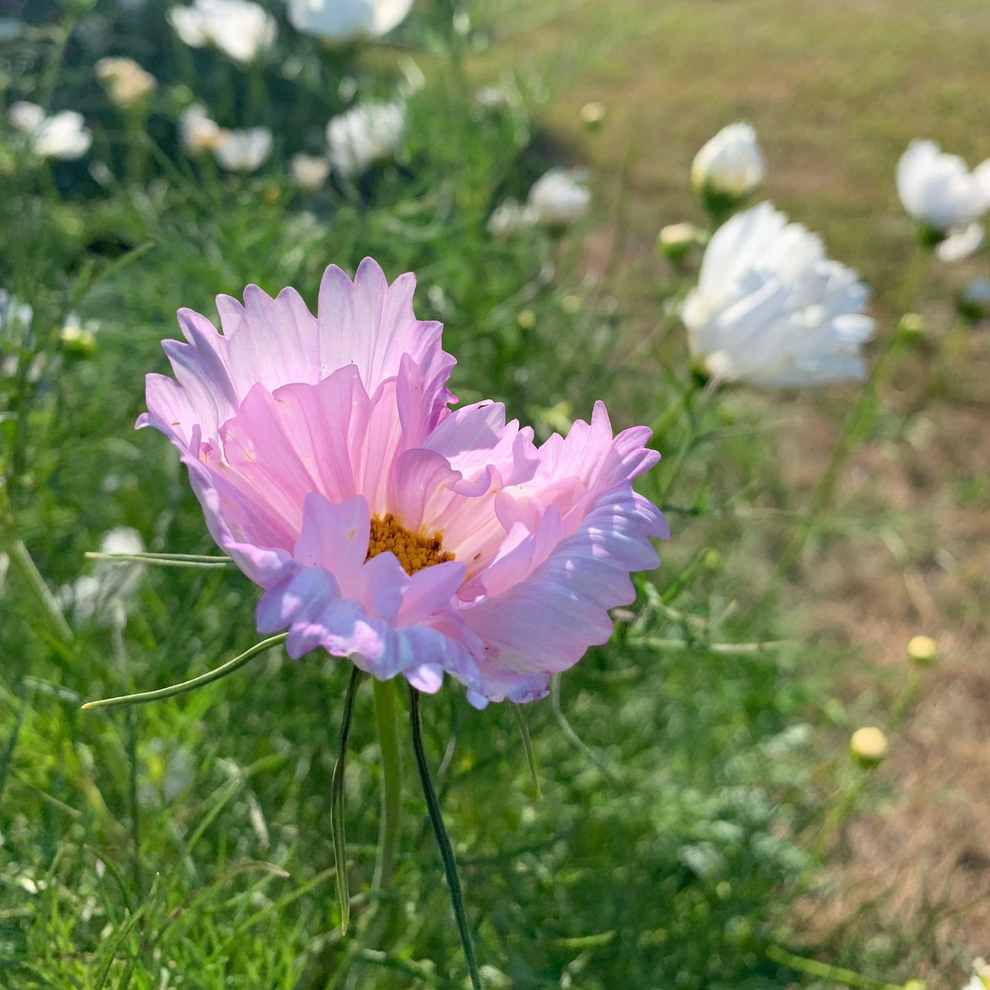 Cupcakes and Saucers Mix Cosmos Plants