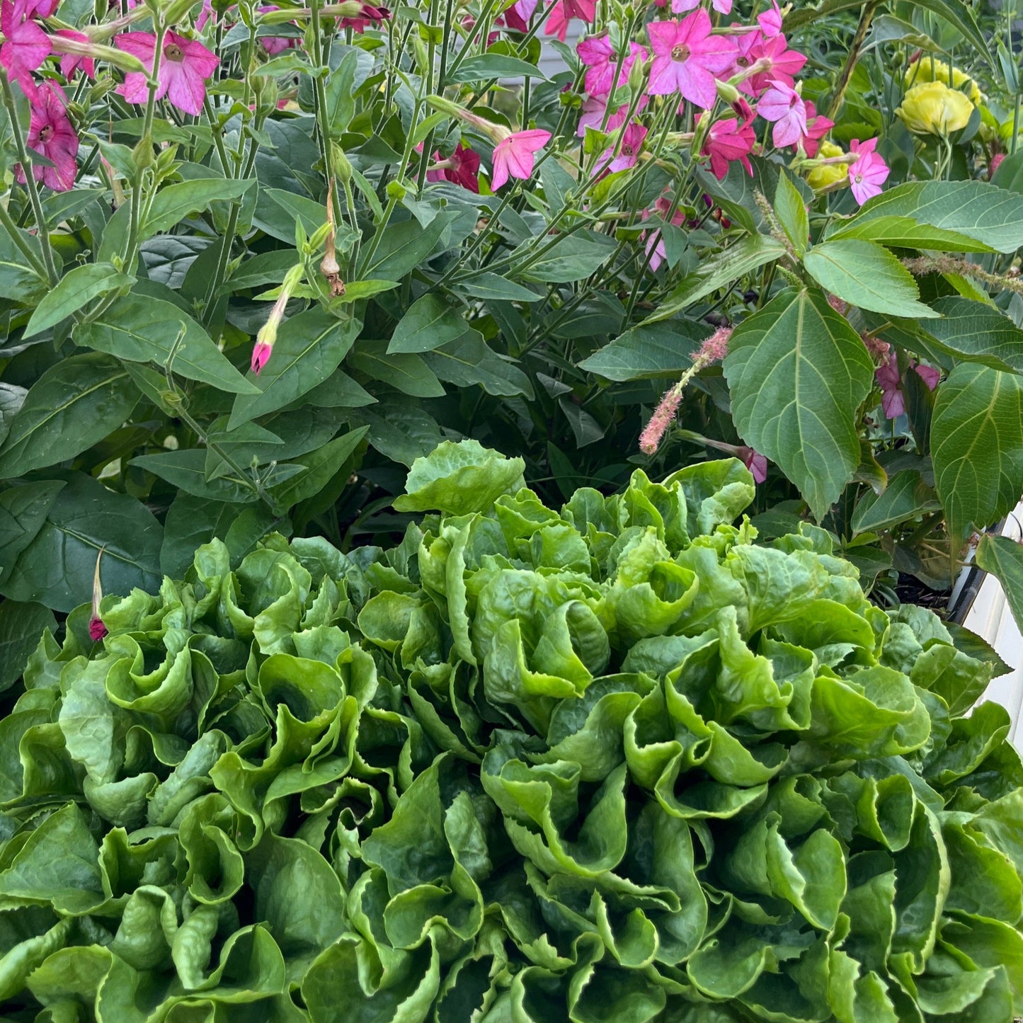 Escarole Eliance Chicory Plants