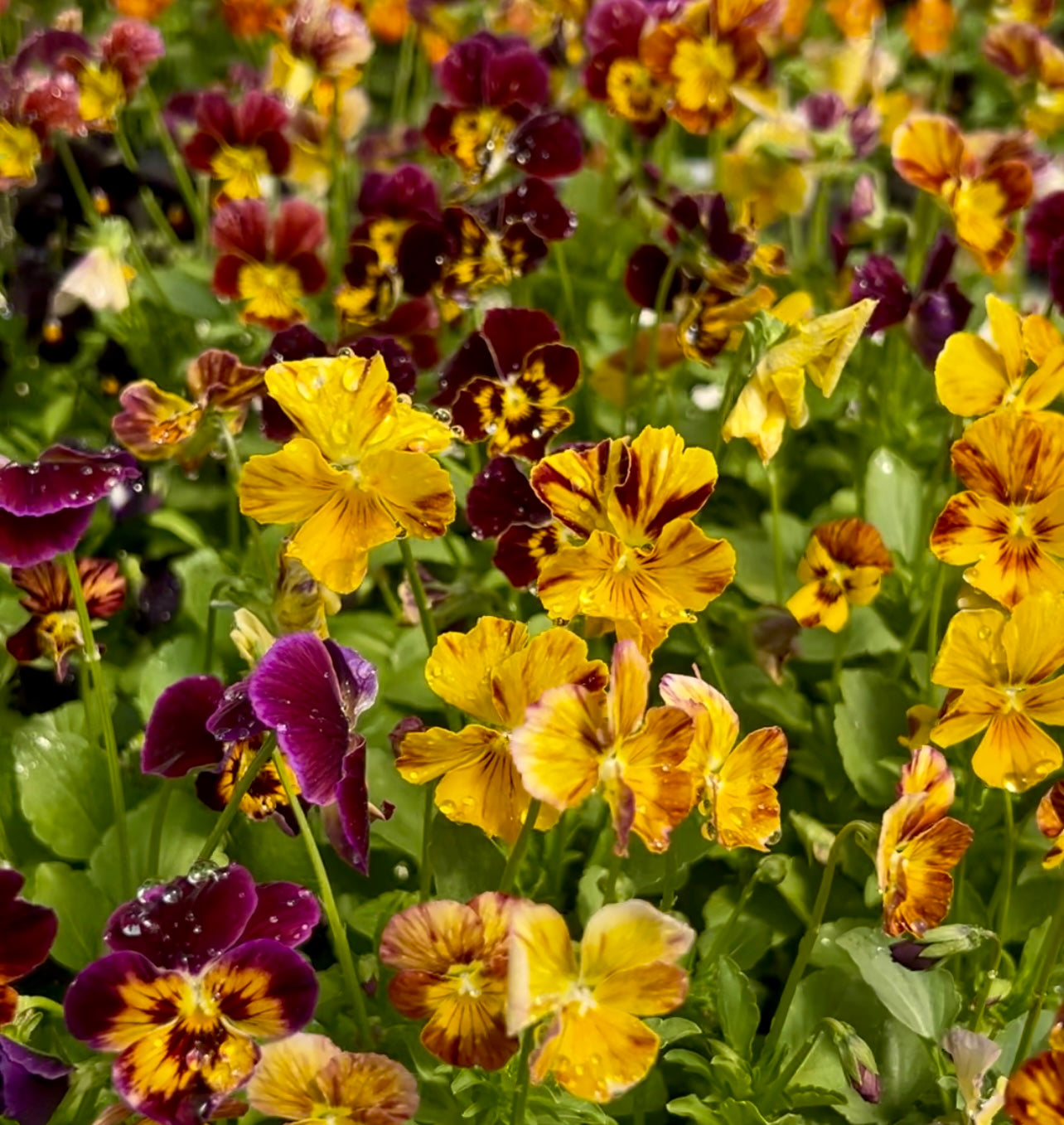 Brushstrokes Viola Seeds
