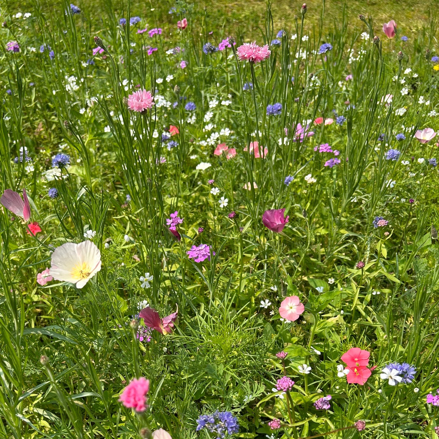 Bumble Bee Bar Wildflower Seed Mix
