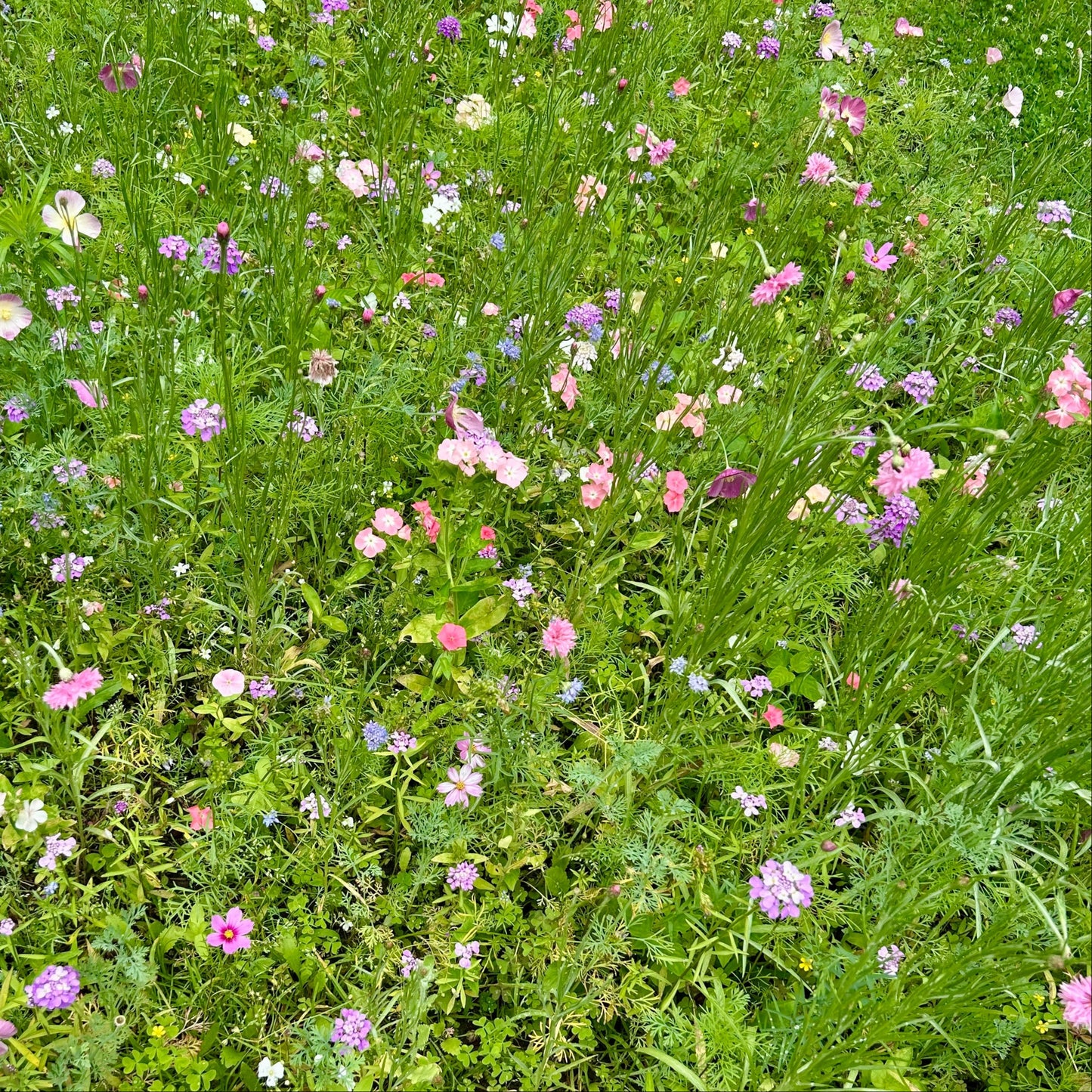 Bumble Bee Bar Wildflower Seed Mix
