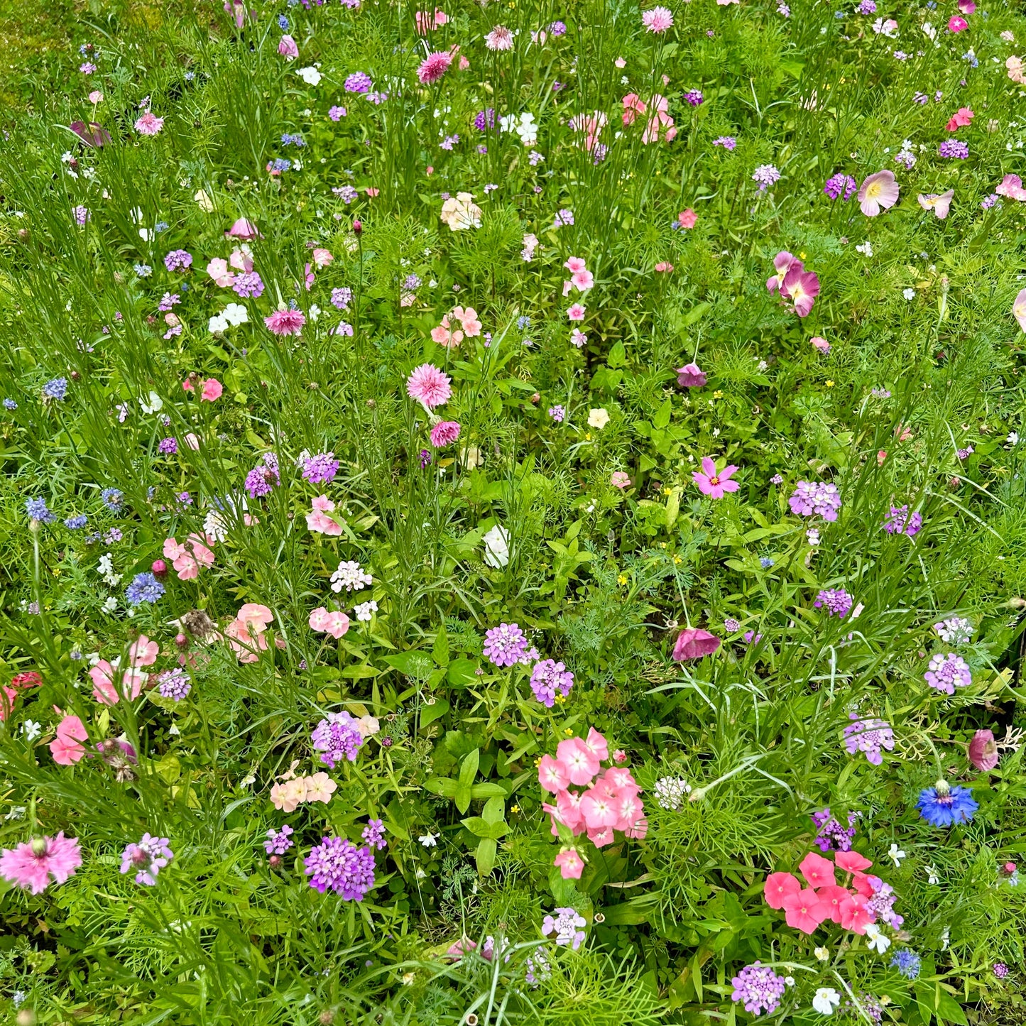 Bumble Bee Bar Wildflower Seed Mix