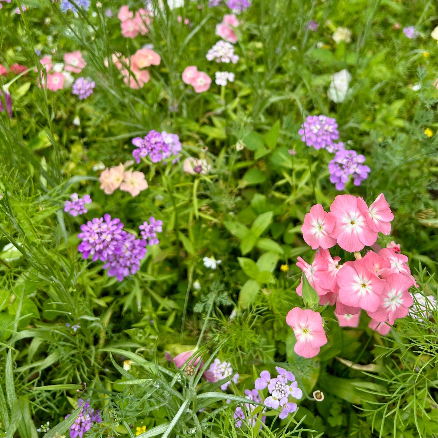 Bumble Bee Bar Wildflower Seed Mix