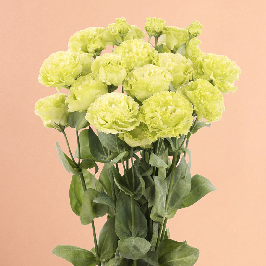 Rosanne Green Lisianthus Plants