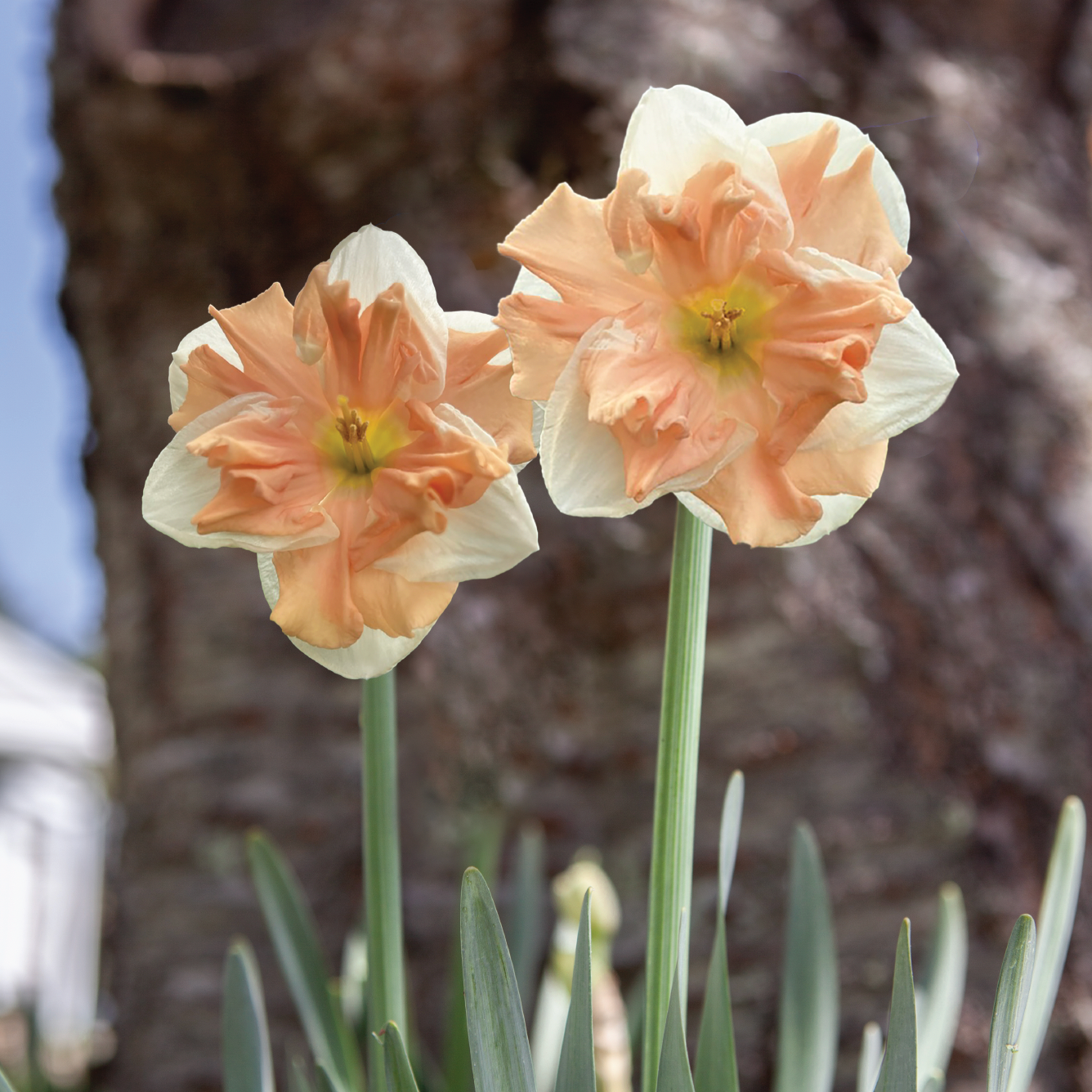 Apricot Whirl Daffodil Bulbs