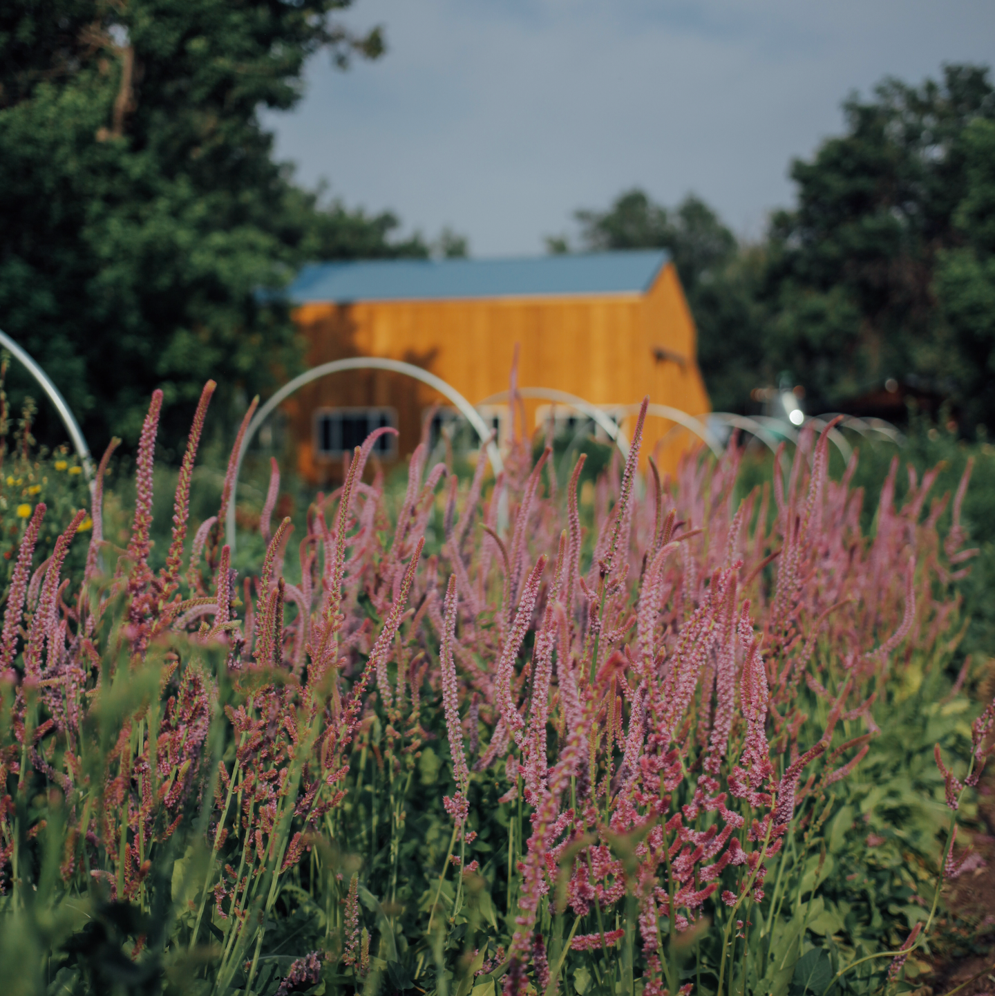 Suworowii Statice Seeds