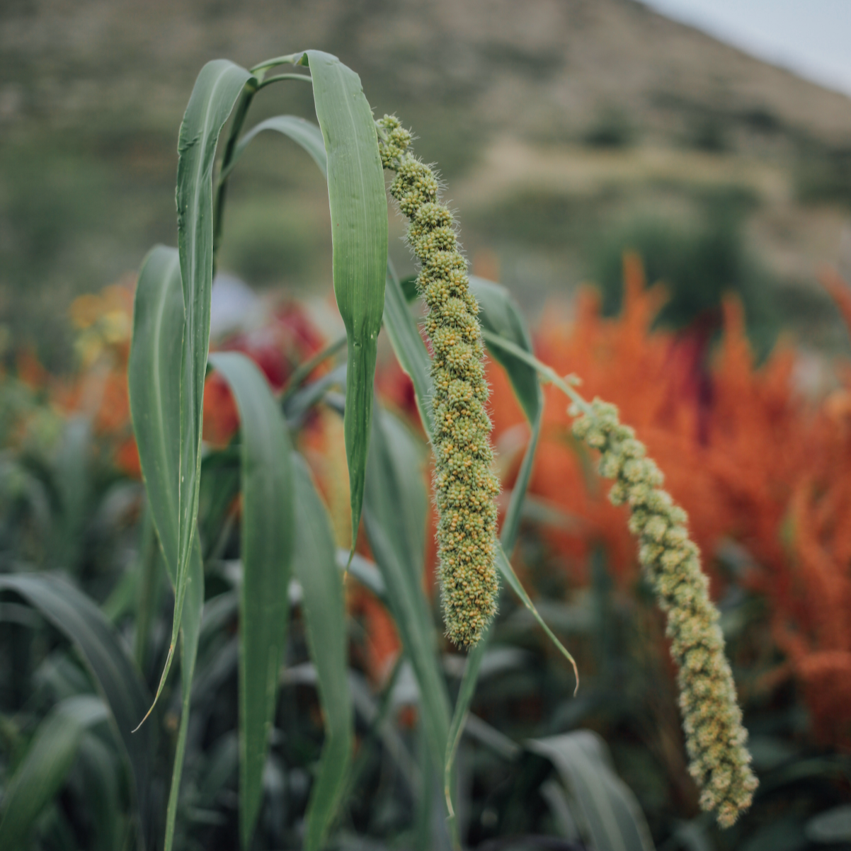 Limelight Millet Seeds