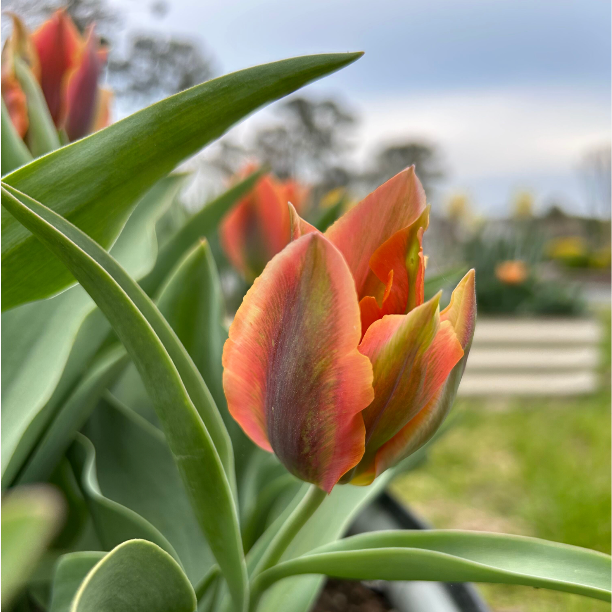 Artist Tulip Bulbs