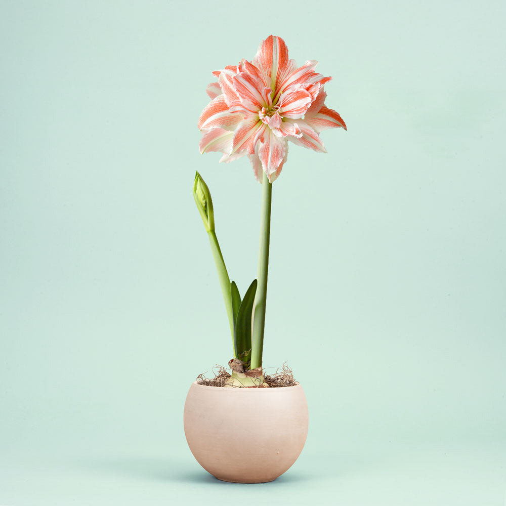 Dancing Queen Amaryllis Bulb