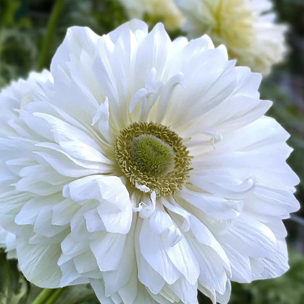 Anemone Levante Bianco Corms