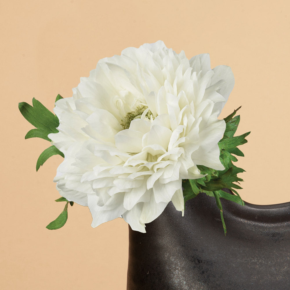 Anemone Levante Bianco Corms