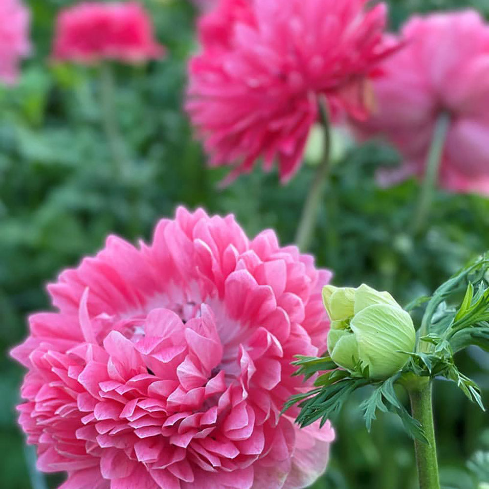 Anemone Levante Rosa Corms