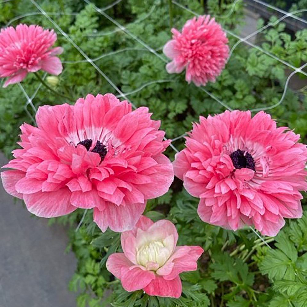Anemone Levante Rosa Corms
