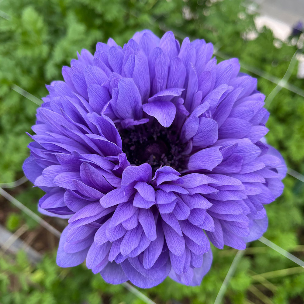 Anemone Libecco Blu Corms