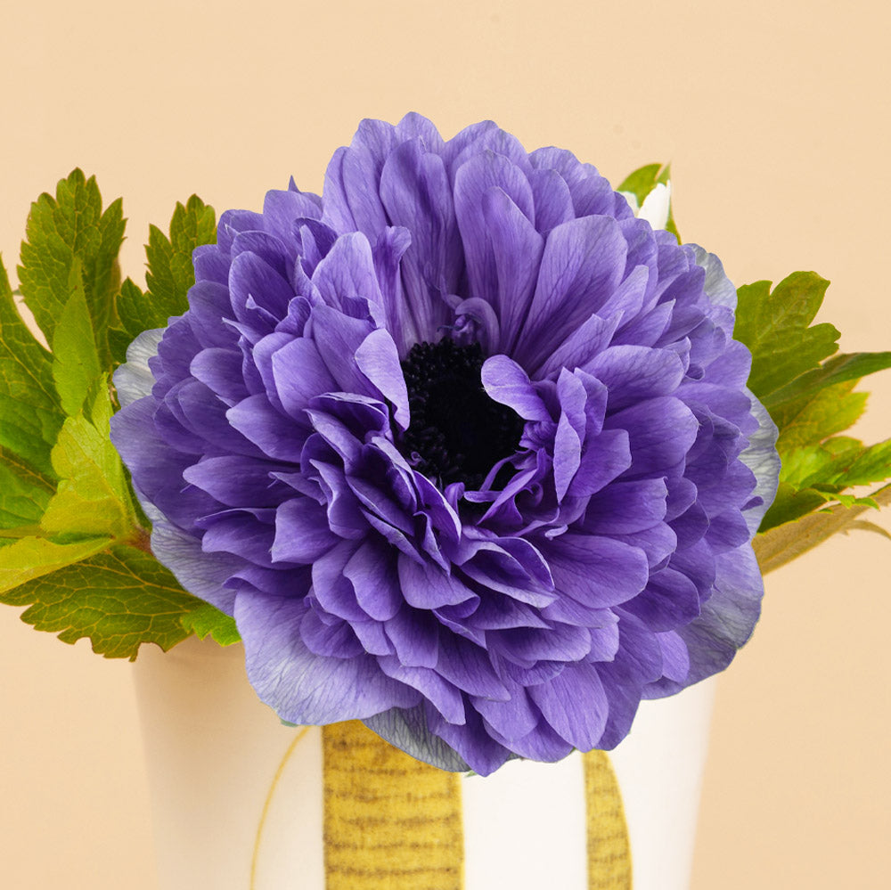 Anemone Libecco Blu Corms