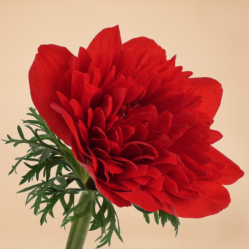 Anemone Libecco Rosso Corms