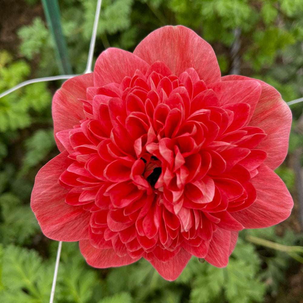 Anemone Libecco Rosso Corms