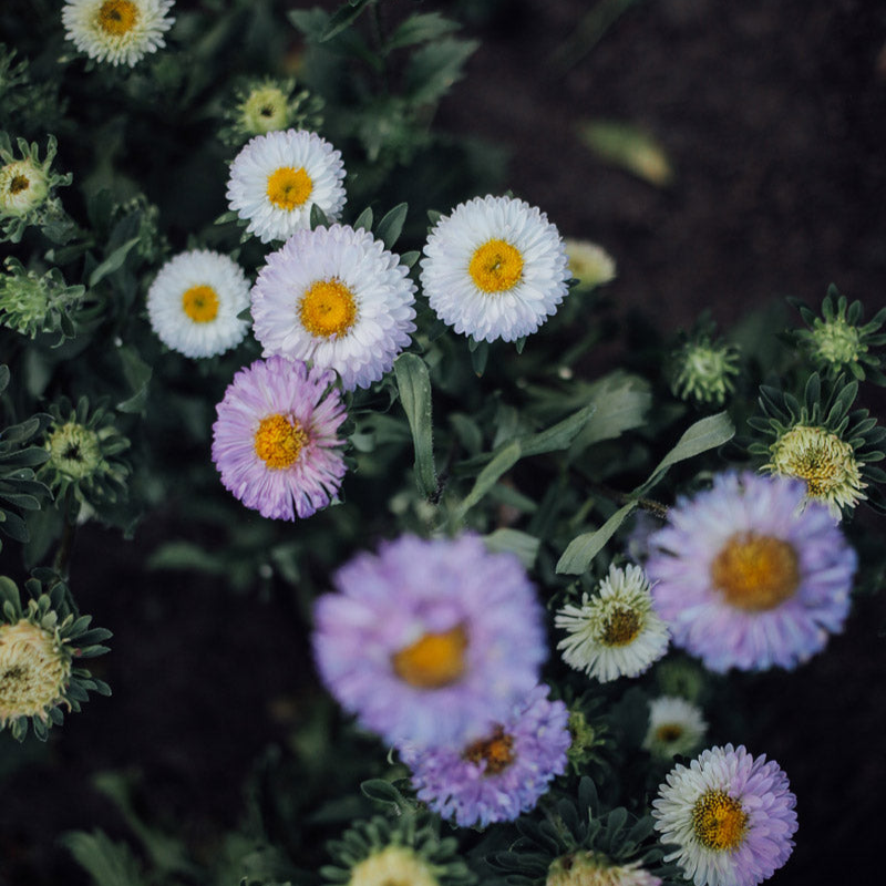 Matsumoto White Tipped Blue Aster Seeds