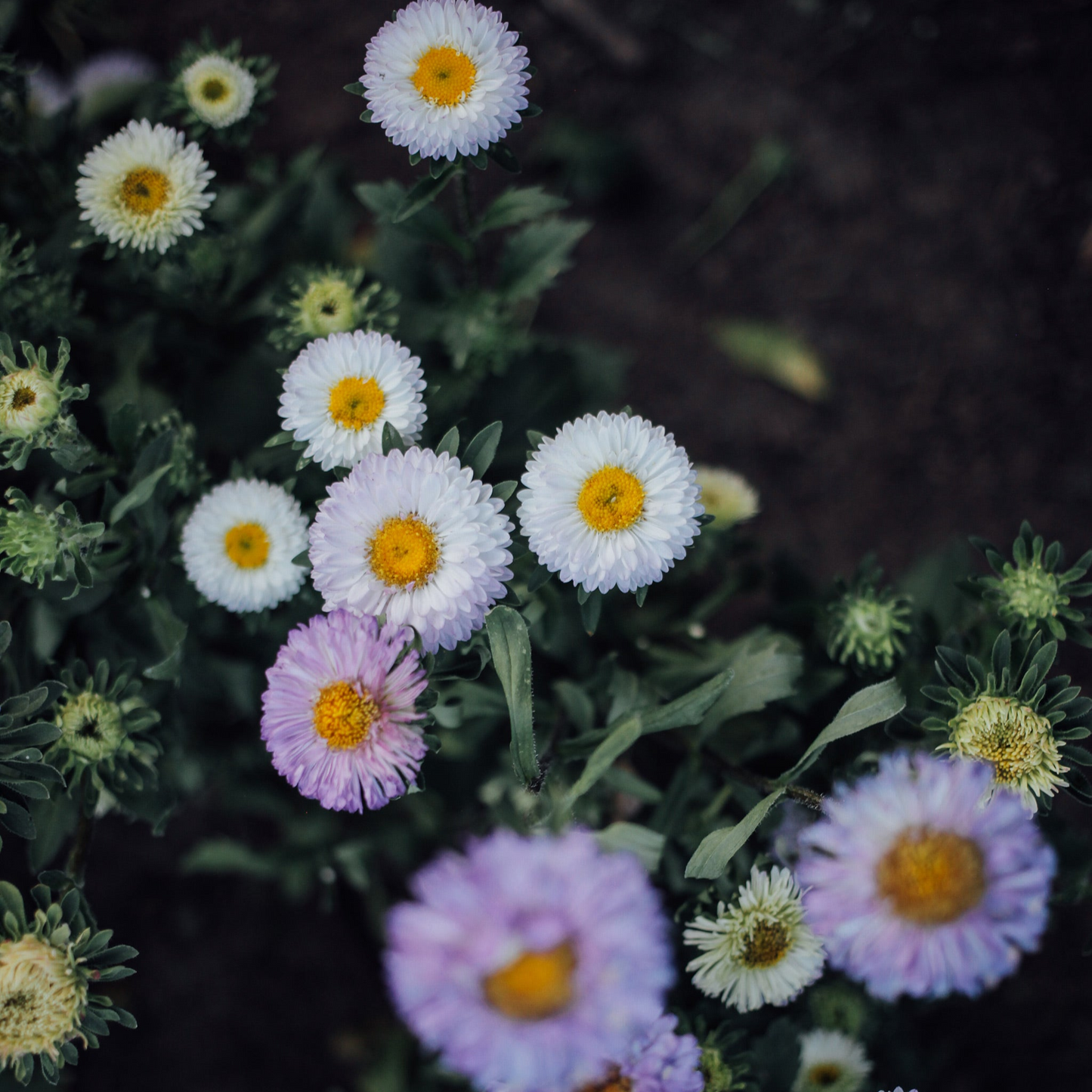 Aster Mix Seed Bundle