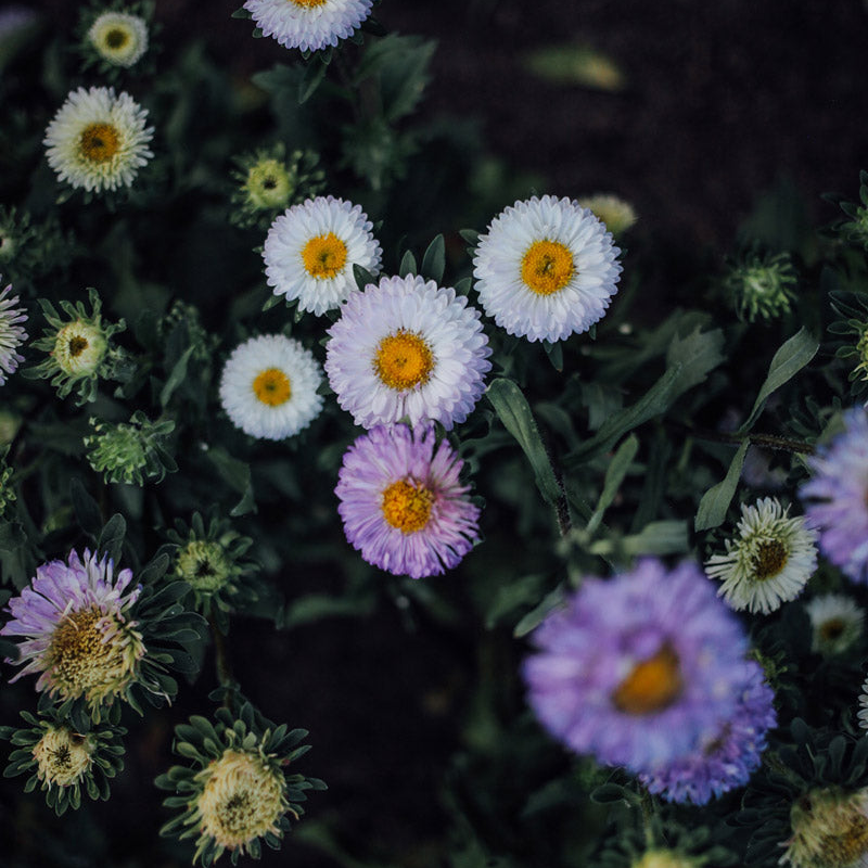 Matsumoto White Tipped Blue Aster Seeds