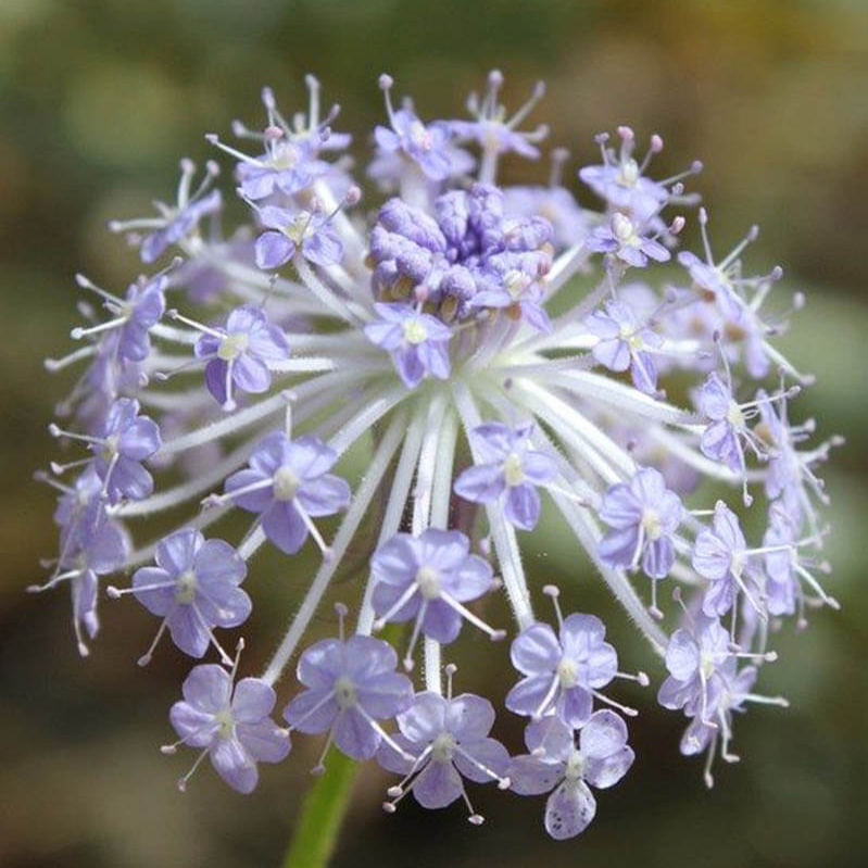 Blue Lace Flower Seeds