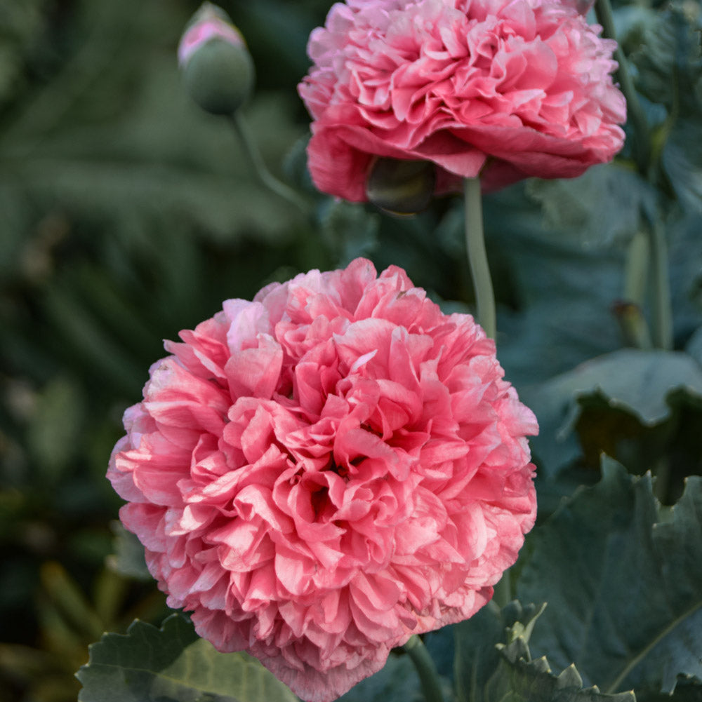 Frosted Salmon Peony Poppy Seeds