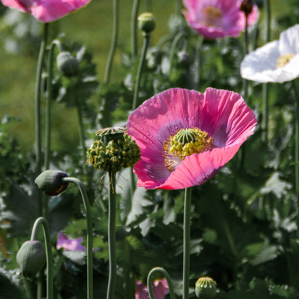Hens and Chicks Breadseed Poppy Seeds