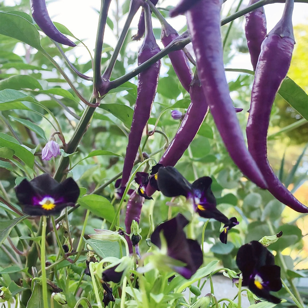 Back To Black Viola Plants