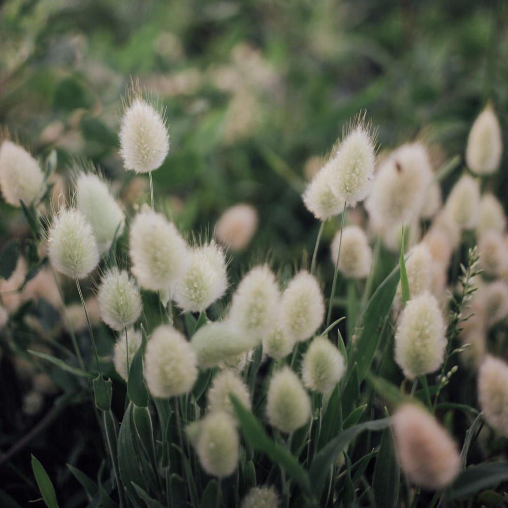 Bunny Tail Grass Seeds