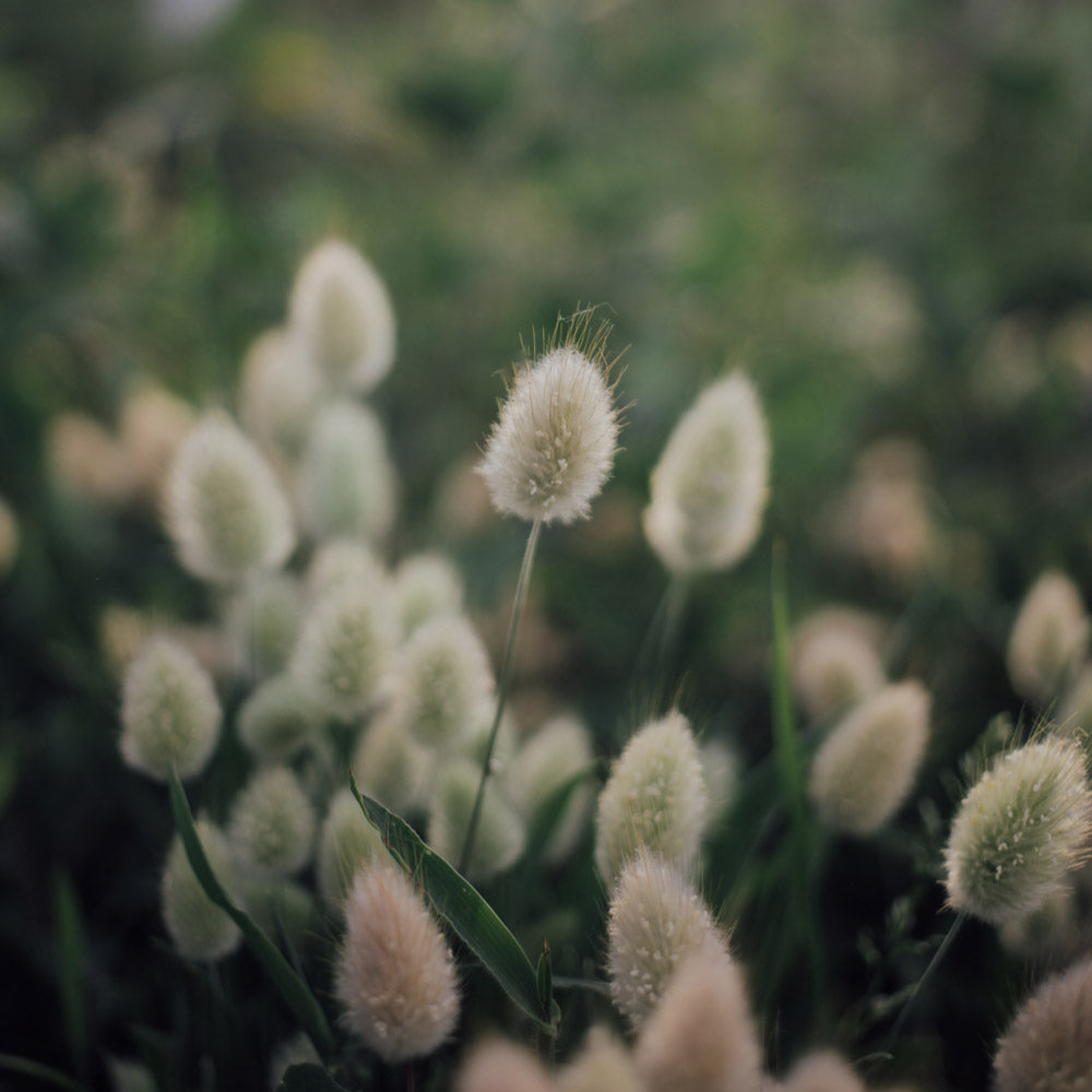 Bunny Tail Grass Seeds
