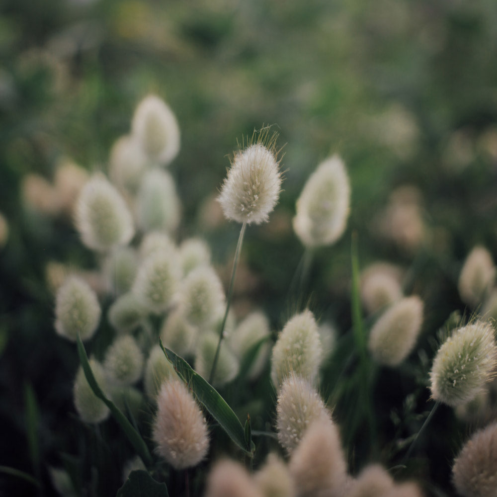 Libra Seed Bundle