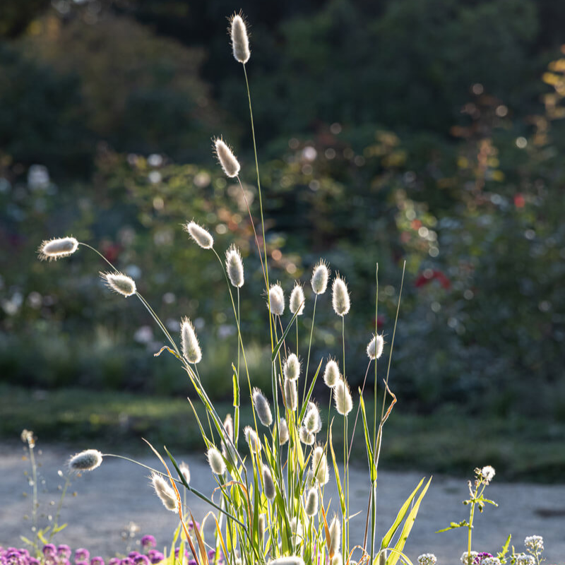 Bunny Tail Grass Seeds