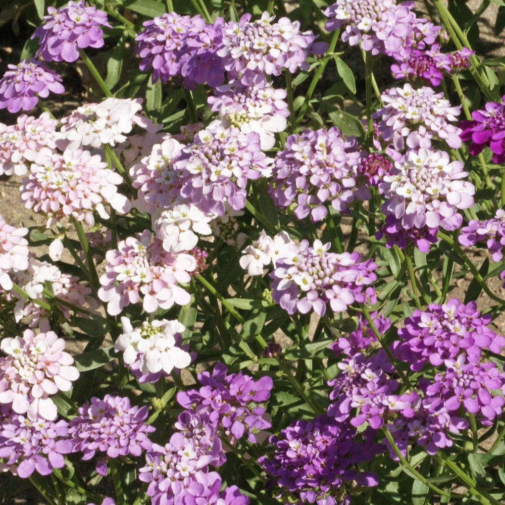 Bumble Bee Bar Wildflower Seed Mix