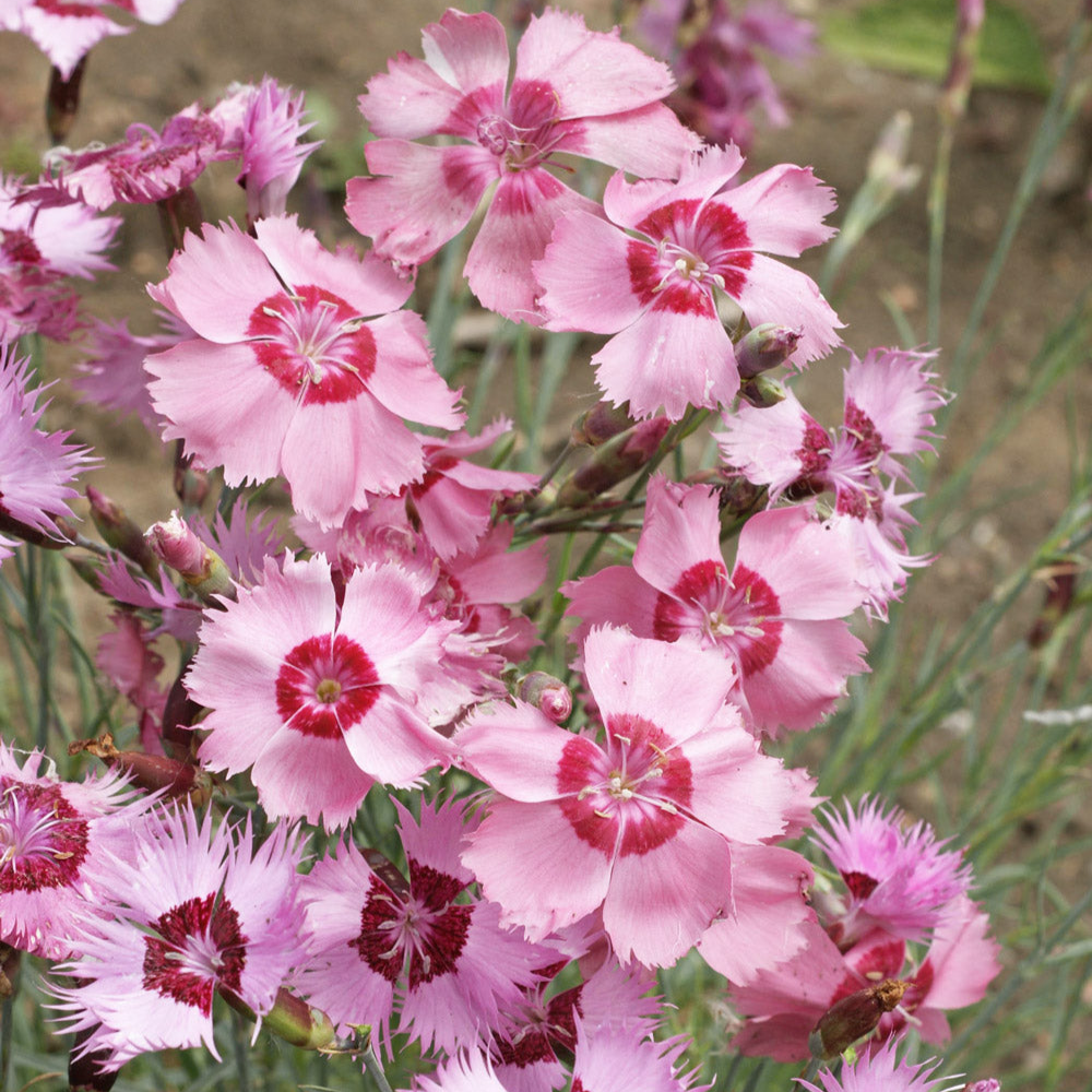 Bumble Bee Bar Wildflower Seed Mix