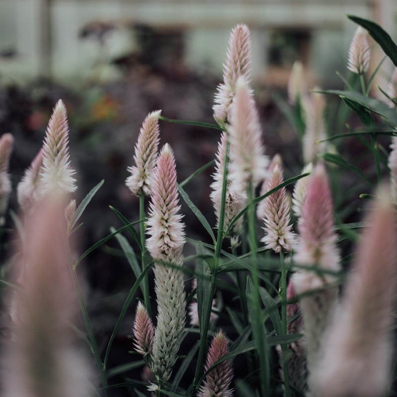 Flamingo Feather Celosia Seeds
