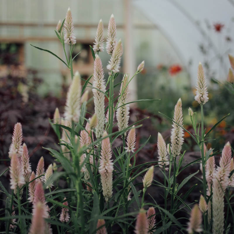 Flamingo Feather Celosia Seeds