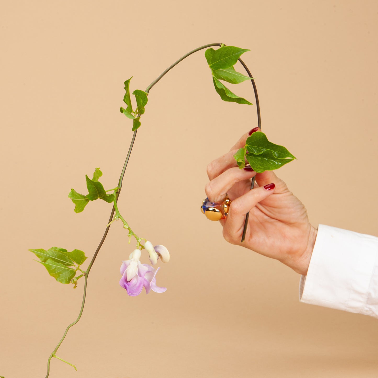 Corkscrew Vine Seeds