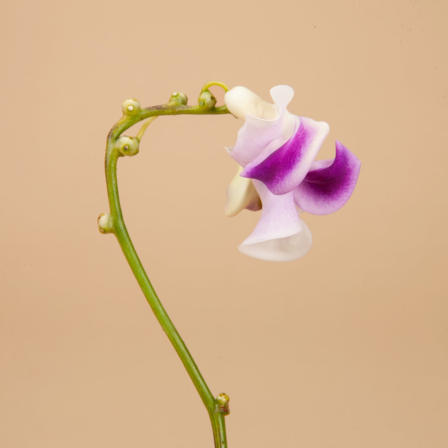 Corkscrew Vine Seeds