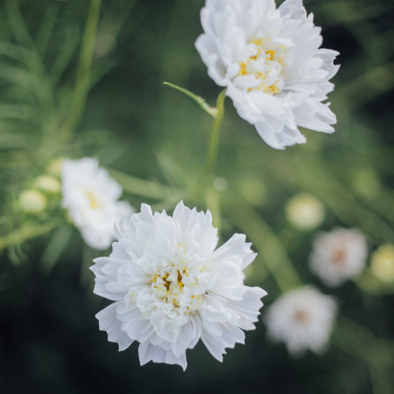 Double Click Snow Puff Cosmo Seeds