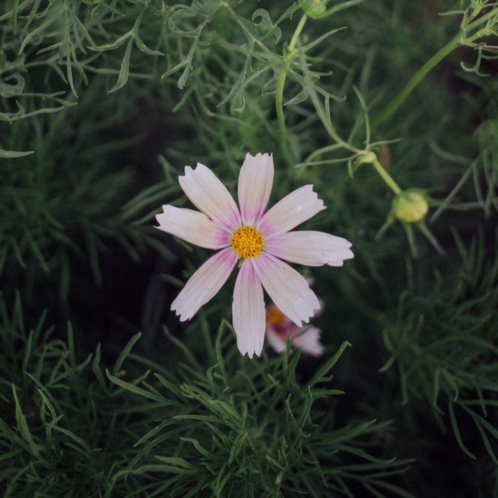 COSMO MIX SEED BUNDLE