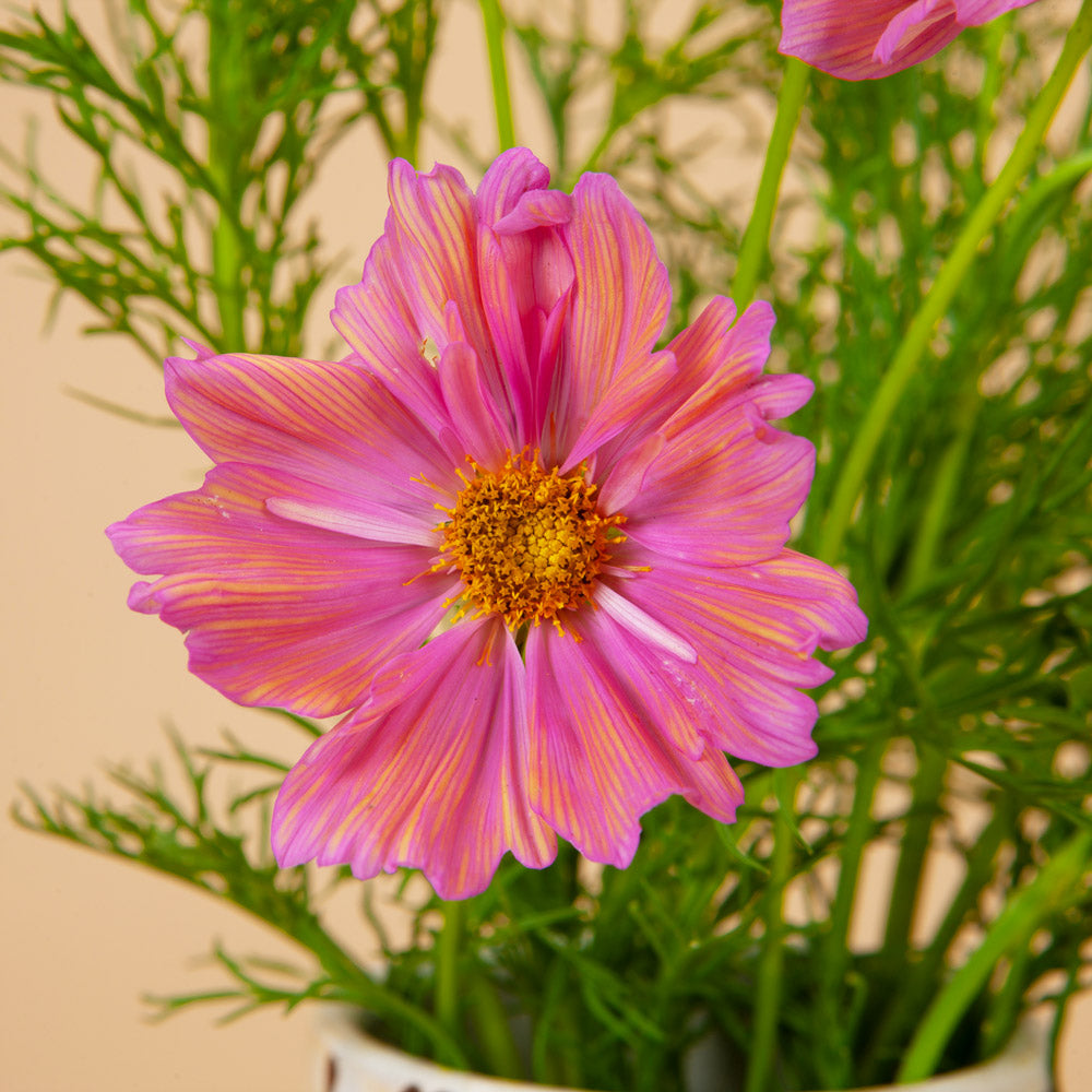 Cosmo Mix Seed Bundle