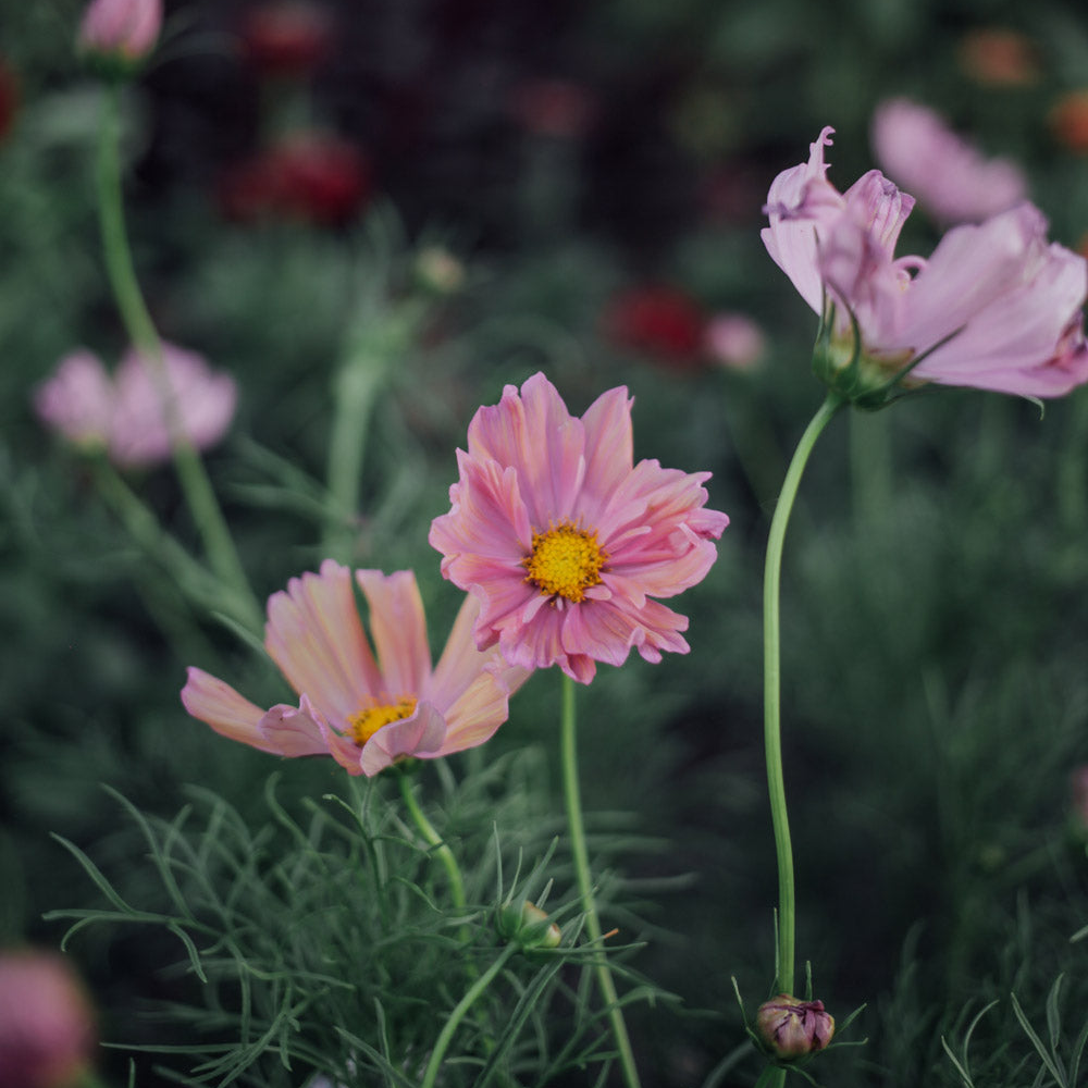 Apricotta Cosmos Seeds