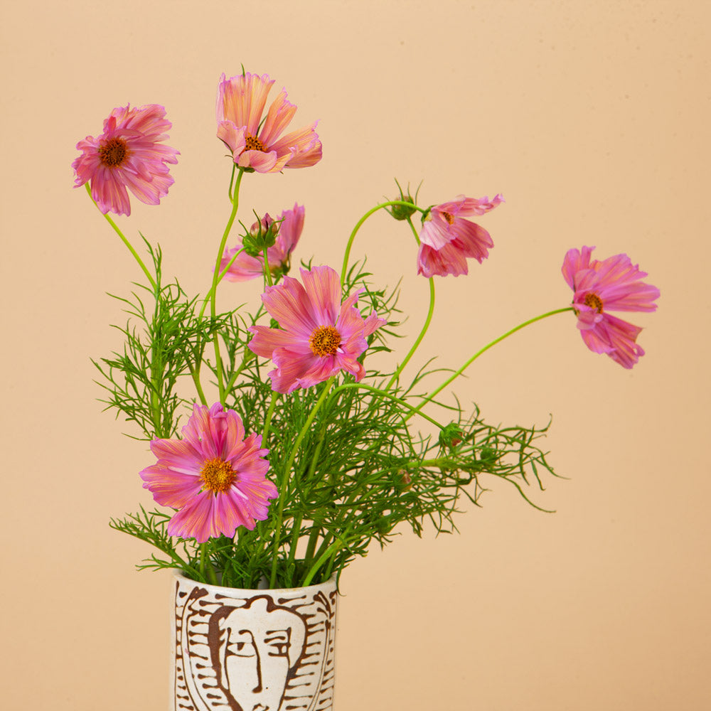 Cosmo Mix Seed Bundle